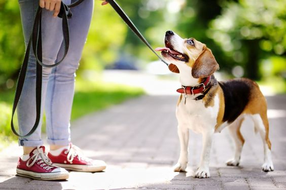 Animal para adoção