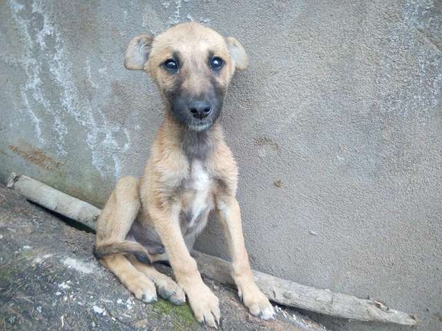 Animal resgatado