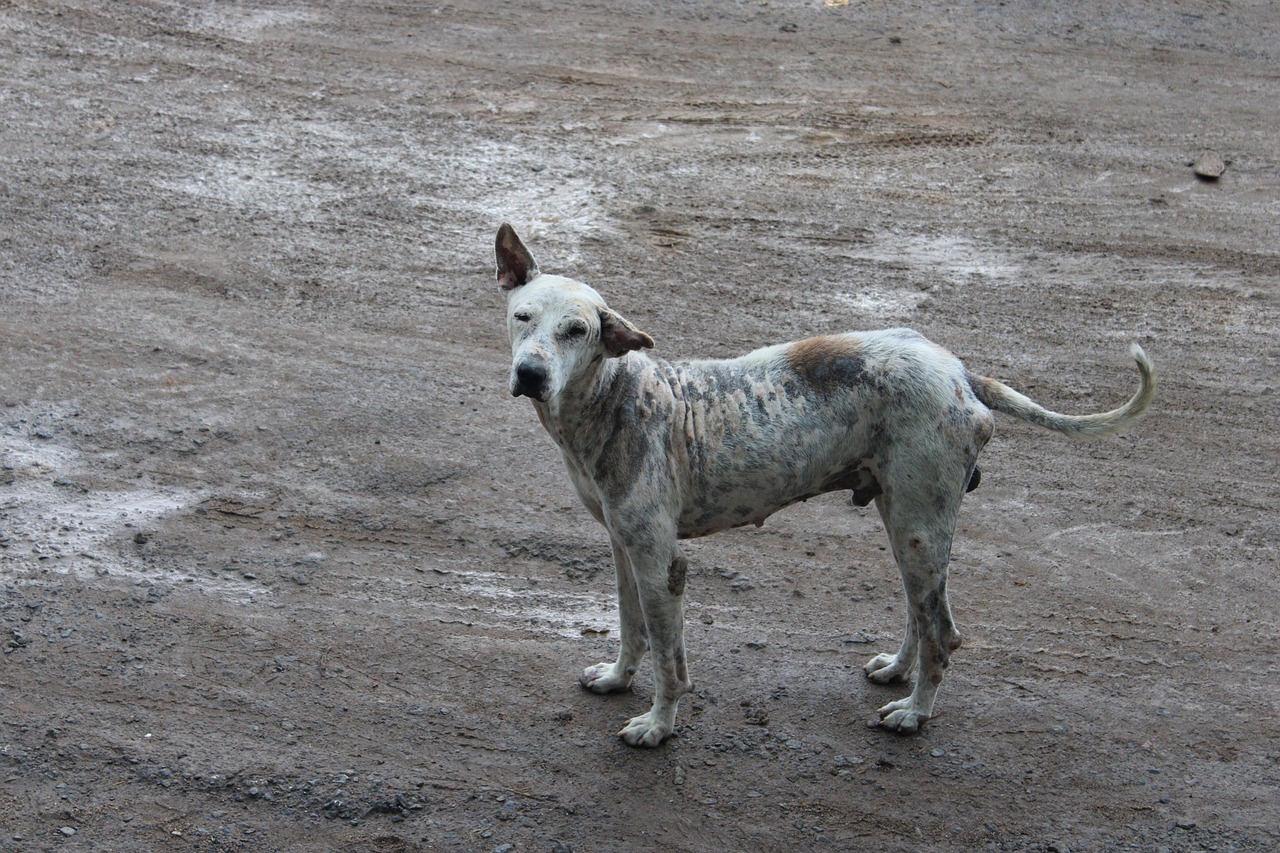 Animal resgatado